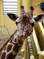 DSC04294 - Copy